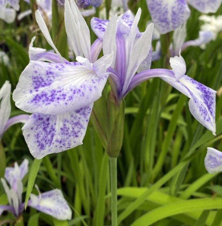 Iris laevigata Mottled Beauty